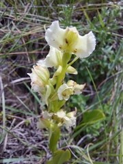 Pterygodium hastatum