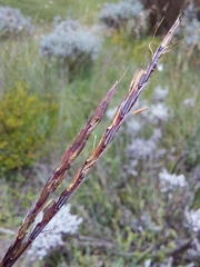 Andropogon schirensis