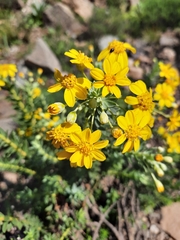 Euryops tysonii