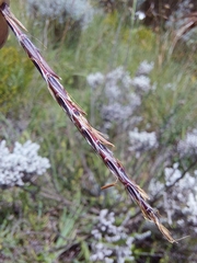 Andropogon schirensis