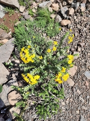 Euryops tysonii