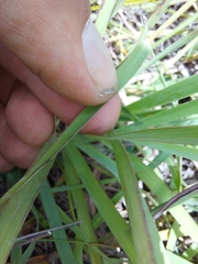 Andropogon schirensis