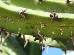 Liometopum apiculatum