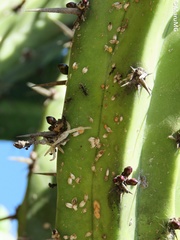 Liometopum apiculatum