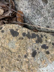Lichenothelia