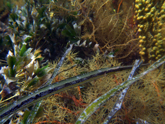 Siphonognathus argyrophanes