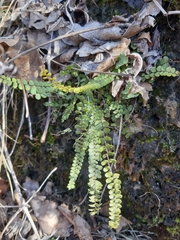 Asplenium trichomanes