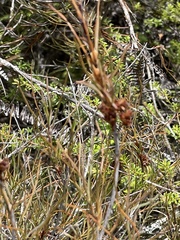 Dracophyllum subulatum