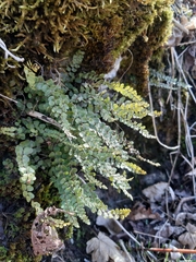 Asplenium trichomanes