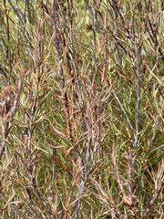 Dracophyllum subulatum