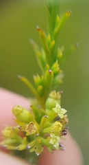 Thesium cupressoides