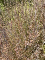 Dracophyllum subulatum