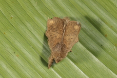 Euglyphis inconspicua