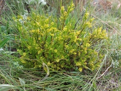 Thesium cupressoides