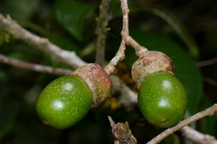 Ocotea praetermissa