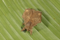 Euglyphis inconspicua