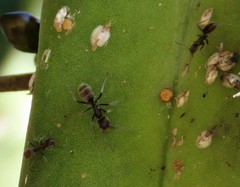 Liometopum apiculatum