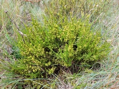 Thesium cupressoides