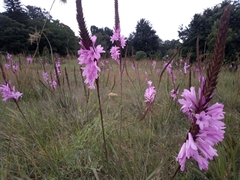 Watsonia pulchra