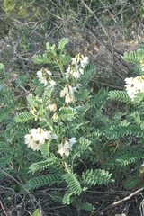 Erophaca baetica orientalis