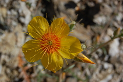 Mentzelia lindleyi