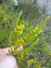 Thesium cupressoides