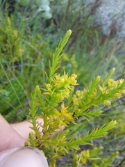 Thesium cupressoides