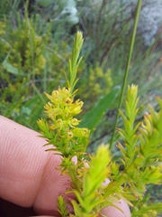Thesium cupressoides
