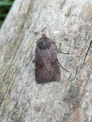 Conistra staudingeri
