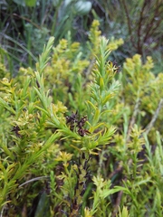 Thesium cupressoides
