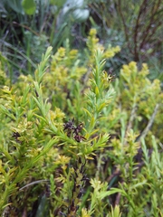 Thesium cupressoides