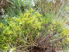 Thesium cupressoides