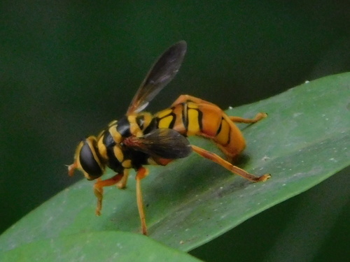 Virginia Giant Hover Fly photo 4