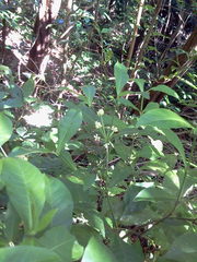 Psychotria subsessilis
