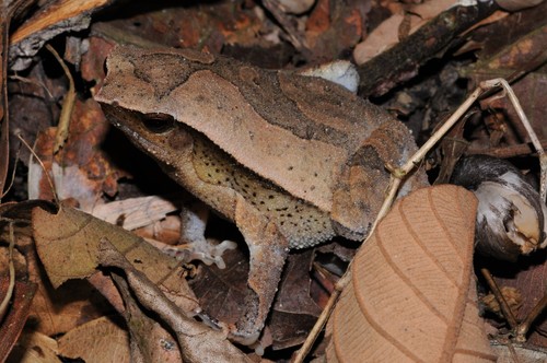 Malayan Sticky Frog, Kalophrynus kiewi
