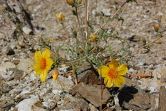Mentzelia lindleyi