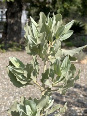 Cistus atriplicifolius