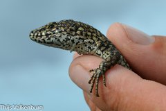 Podarcis carbonelli berlengensis