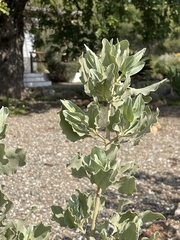 Cistus atriplicifolius
