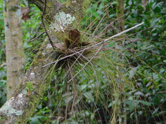 Tillandsia setacea