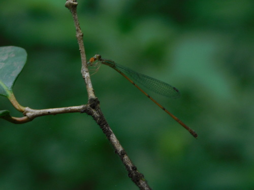 Lucifer Swampdamsel photo 2