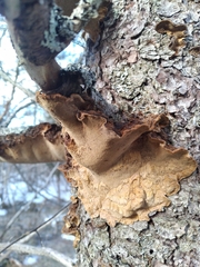 Phellinus chrysoloma