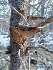 Phellinus chrysoloma