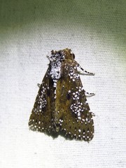 Condica pagetophagus