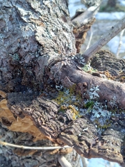 Phellinus chrysoloma