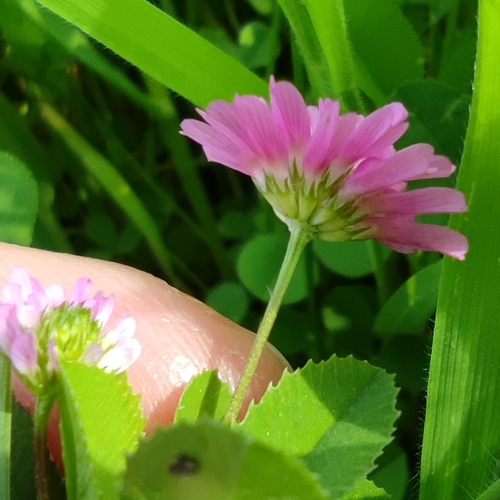 Reversed clover