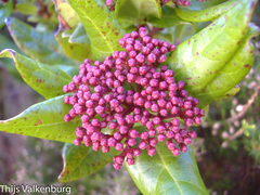 Viburnum treleasei