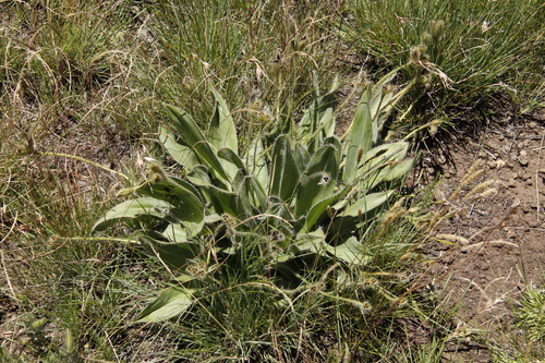Image of Hypoxis costata by (c) Tony Rebelo, some rights reserved (CC BY-SA)