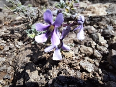 Jamesbrittenia pristisepala