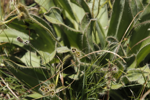 Image of Hypoxis costata by (c) Tony Rebelo, some rights reserved (CC BY-SA)